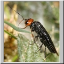 Acantholyda erythrocephala - Gespinstblattwespe 02 10mm.jpg